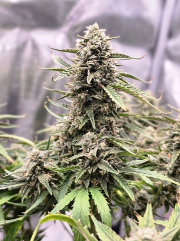 blue dream auto — flower, day 62