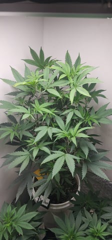 Orange cream pop and sour strawberry — vegetative, day 68