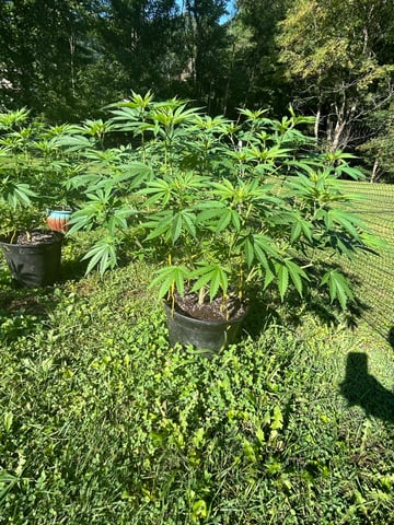 2026 Outdoor — vegetative, day 73