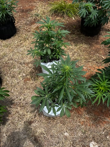 Autoflowers — flower, day 39