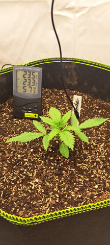 First Grow with the new setup  — vegetative, day 17