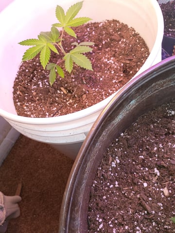 Round Deuce  — vegetative, day 21