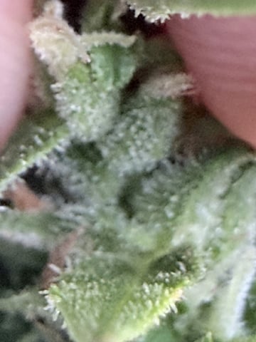 Northern Lights Auto(1) — flower, day 5