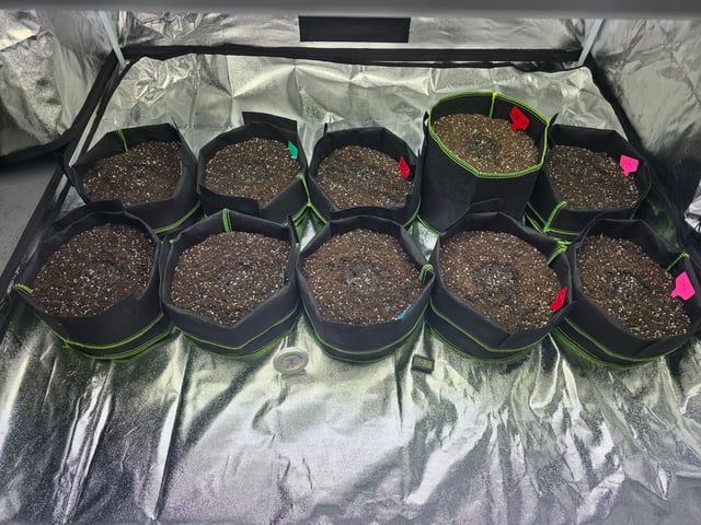 2nd Autoflower Indoor Grow — grow_setup, day 1