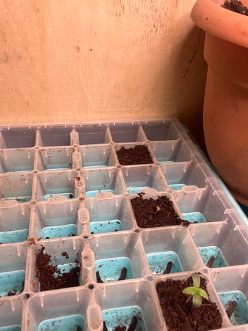 Milky Way F1 — auto, day 2