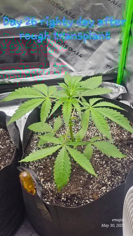 wedding — vegetative, day 10