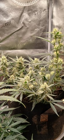 tzar cheese — flower, day 8