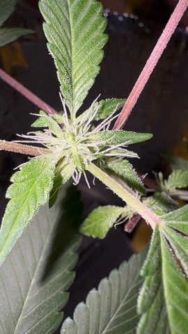 OG Kush — flower, day 74