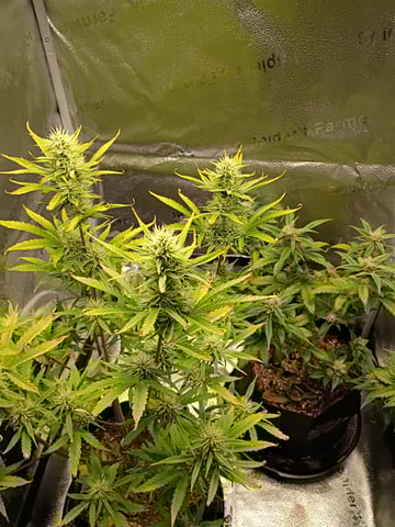 2×2 Autoflower FastBuds Grow — grow_setup, day 1