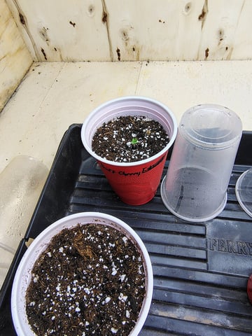 garage set up — seedling_rooting, day 2