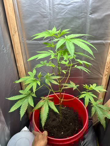 My Devine Conscious  — vegetative, day 103