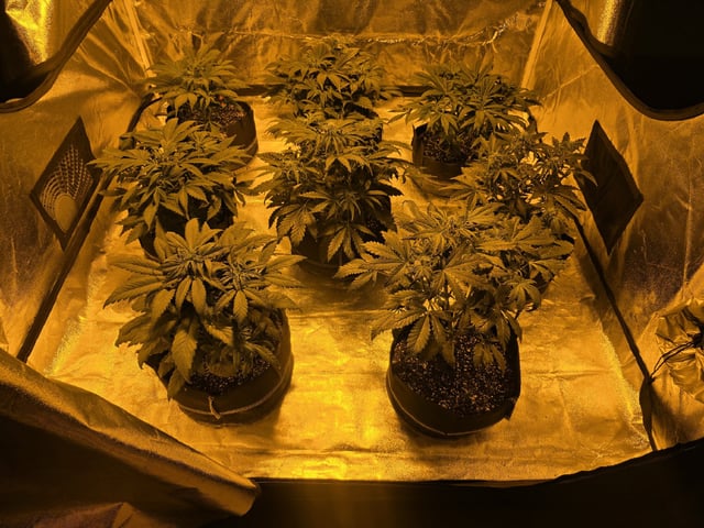 Autos AGAIN — vegetative, day 39