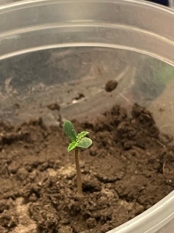 P — seedling_rooting, day 2