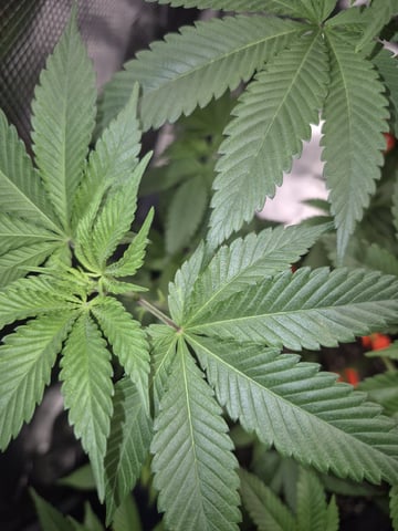 Grow 1 2026 Dream Widow — vegetative, day 73