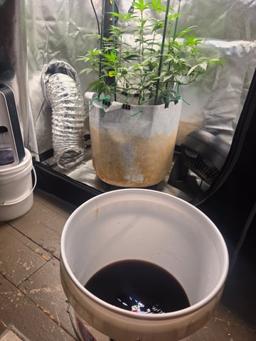 Looking for advice! — flower, day 52