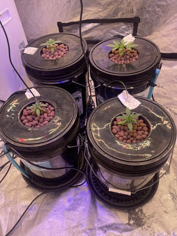 1st Ever Grow (Fat Bastard)(RDWC)  — vegetative, day 22