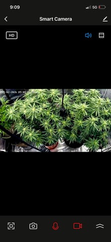 Autos and sour diesel! — flower, day 90