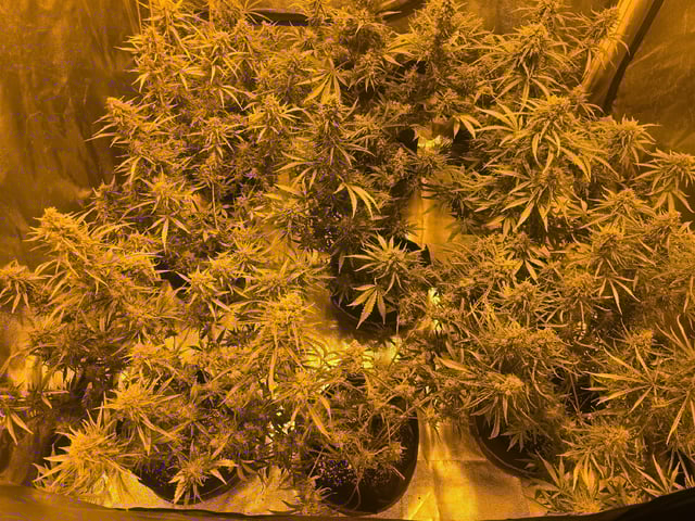 3rd Auto Grow — flower, day 97