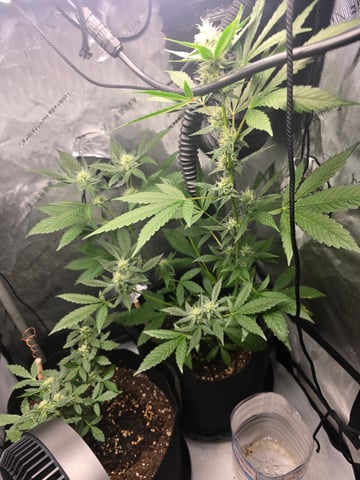 Durban Poison — vegetative, day 64