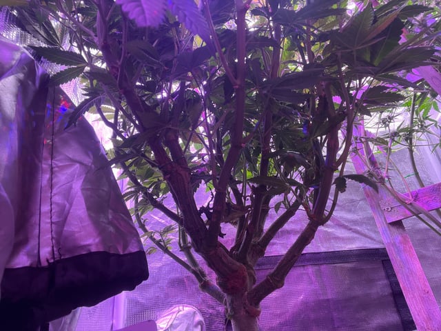 white 🕷️  — vegetative, day 87