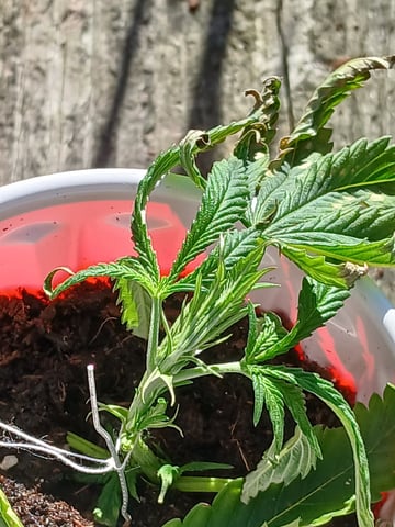 Gas#1? — vegetative, day 30