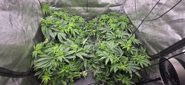 Maple Nectar  — vegetative, day 41