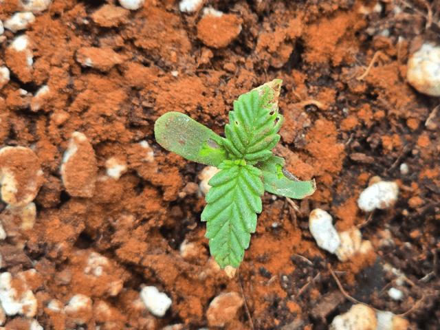 Green Gelato Auto — seedling_rooting, day 1