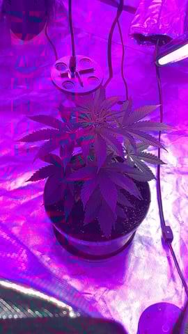 my grow — flower, day 14