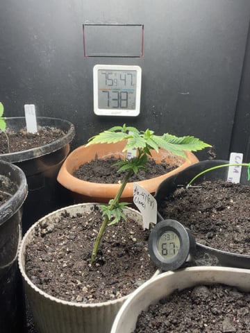 AK Clone — vegetative, day 25