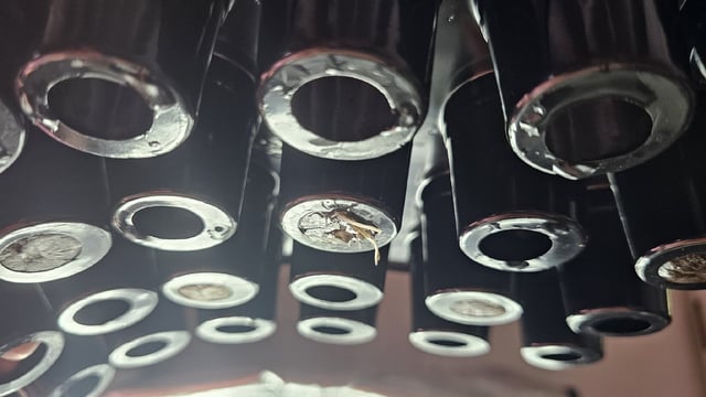 Amnesia Haze Run — vegetative, day 8