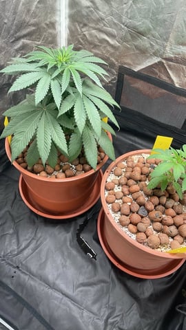 Tangie — seedling_rooting, day 7