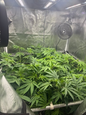 grow 3 — flower, day 7