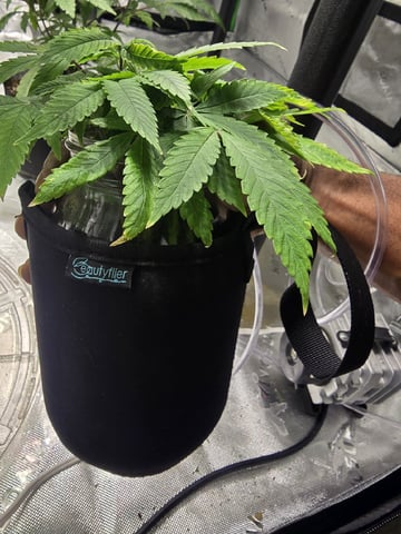 Oceanz 16 — vegetative, day 54