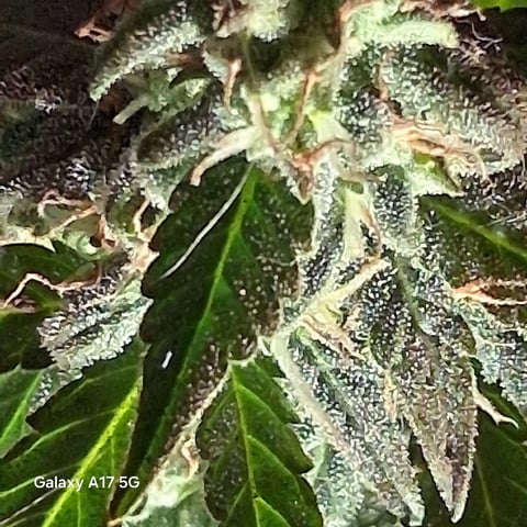 First Lagit Grow