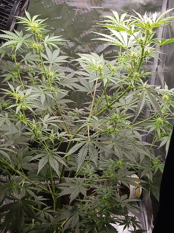 black gorilla feminized  — flower, day 15