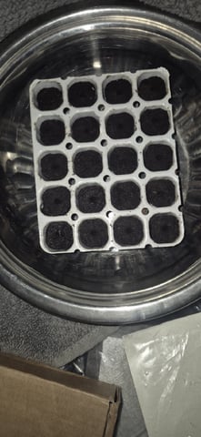 3x Strains — germination, day 3