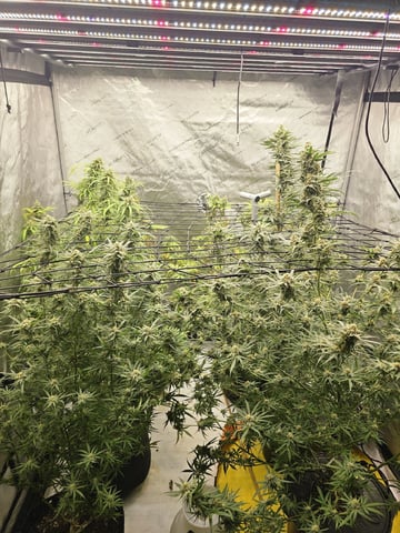 Dwc & Soil Run.  — flower, day 91