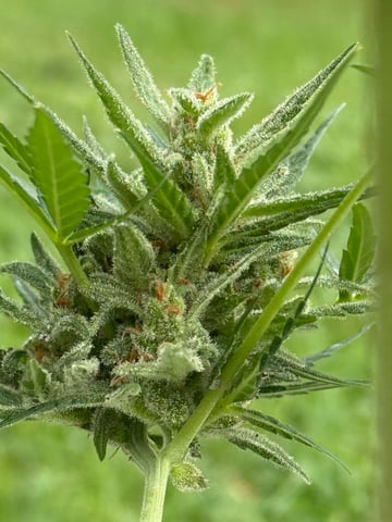 •Freedom Grow• — auto, day 76