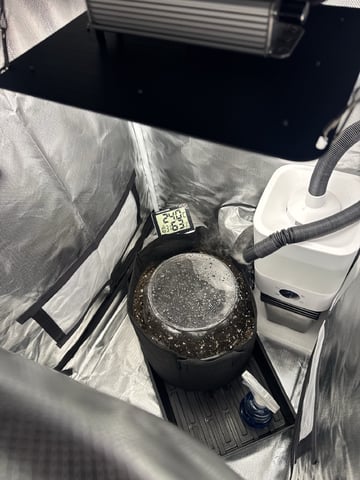 Almighty NUGGZ — germination, day 1