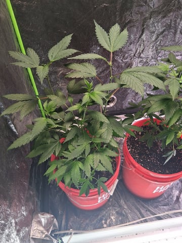 S&D  First Grow — vegetative, day 25