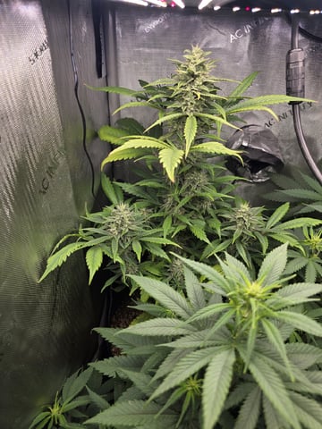 Coco Grow — vegetative, day 57