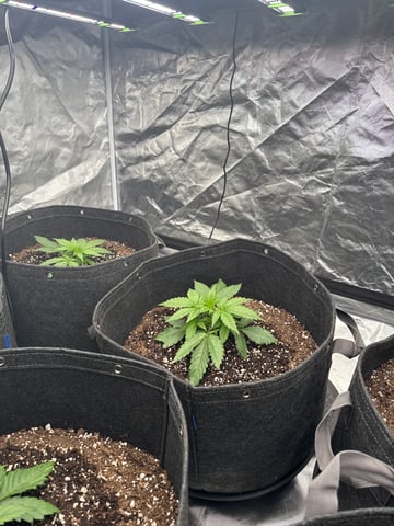 Pineapple  — vegetative, day 6