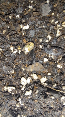 B2 — seedling_rooting, day 8