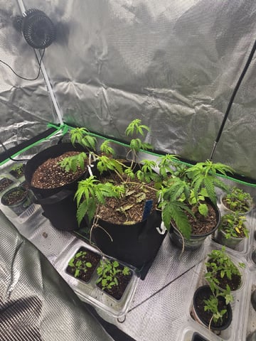 new start — vegetative, day 64