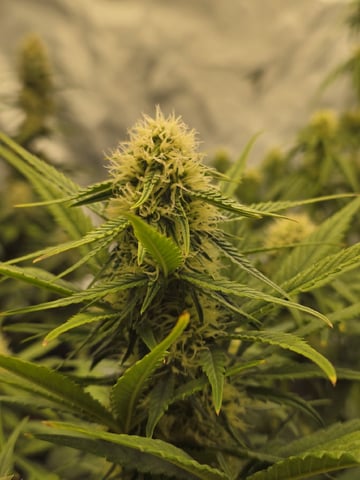 1st Grow 4x4 — flower, day 48