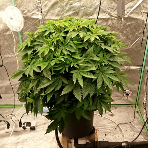 Blackberry Kush — flower, day 68