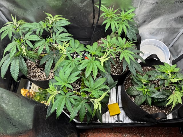 Garden of Weed’n 3.0