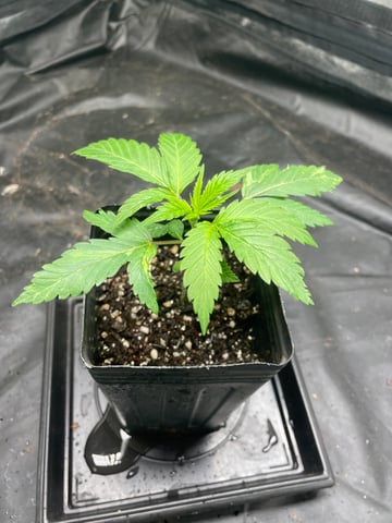 Blueberry — seedling_rooting, day 23