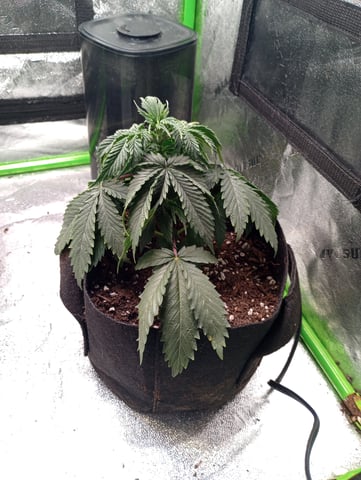 All Aboard!!! — vegetative, day 29