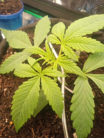  auto mixed pack indoor attempt #1 — seedling_rooting, day 18